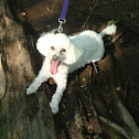white mini-poodle