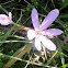Autumn crocus