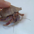 Hermit Crab