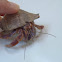 Hermit Crab