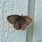 Ringlet