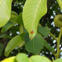 Ladybird 