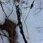 Sensitive fern