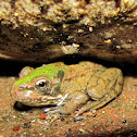 Perez's Frog,Rã-verde
