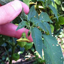 Ground cherry