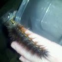 CATERPILLAR 