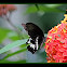 Common Mormon  