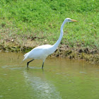 Great Egret