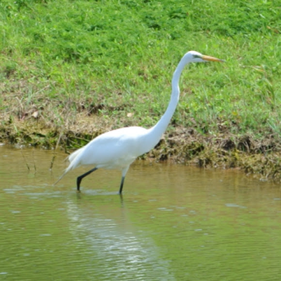 Spotting Image 1