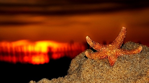 Setting_Star_Fish_by_shuttermonkey