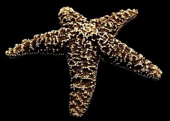[The_Star_by_Bssnstprints5.jpg]