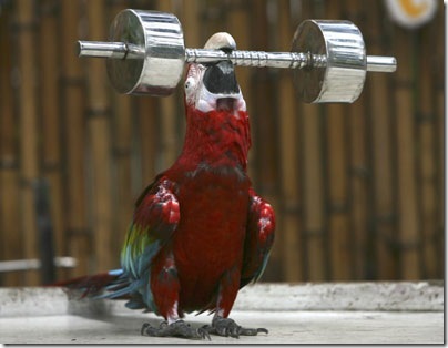 ToT Poz3 Haioas3 Muscular+Parrot%5B2%5D