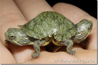 Red Shell Turtle