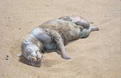 Picture of Montauk Monster: The Monster Washes Ashore at Long Beach