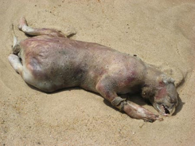 Picture of Montauk Monster: The Monster Washes Ashore at Long Beach