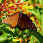 Queen Butterfly