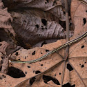Painted bronzeback
