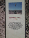 Soap Tree Yucca