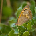 Small heath