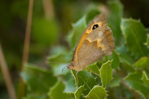 Spotting Image 1