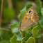 Small heath