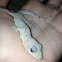 Gecko