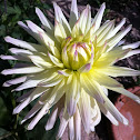 Dahlia