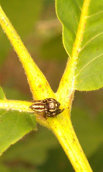 Spotting Image 1