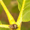Bronze Jumper