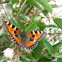 Small Tortoiseshell