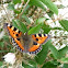 Small Tortoiseshell