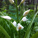 Sword-leaved Helleborine