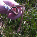 Dekay's Brown Snake