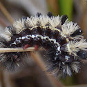 Virginia Ctenucha