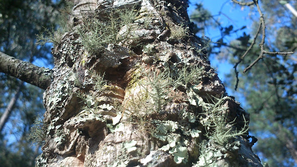 Spotting Image 1