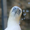 Cape Gannet