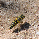 Sand Wasp