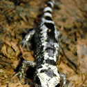 Marbled Salamander