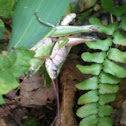 Grasshopper, two of them