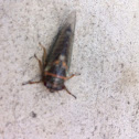 Cicada