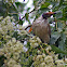 Helmeted Friarbird