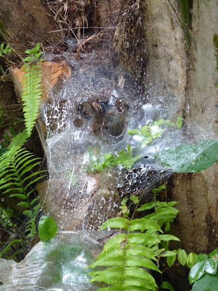 Spotting Image 1