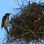 Noisy Miner