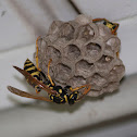 Paper Wasp