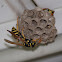 Paper Wasp