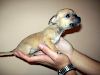 Cachorros Chihuahuas