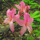 Early Azalea