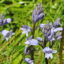 British bluebell