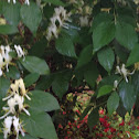 Honeysuckle