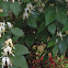 Honeysuckle
